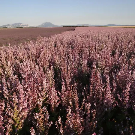 Zofia - Duplex Avec Terrasse #2 Apartman *